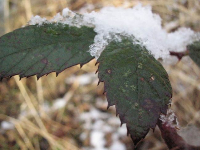 Австрию и Германию завалило снегом