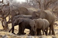 Национальному парку Этоша (Намибия) исполняется 100 лет