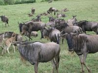Седьмое чудо света - Великая миграция антилоп гну в Серенгети