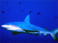 Австралия: акула подавилась жилетом дайвера