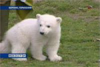 Берлинский зоопарк заработает миллионы на медвежонке