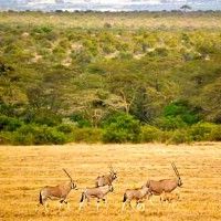 Дикую природу Африки могут спасти охотники