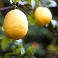 Гигантский лимон созрел в Ботаническом саду Балчика