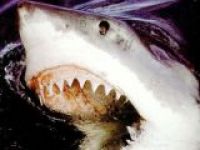 Испанские пляжи закрыли из-за появления акул