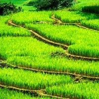 Из-за Олимпиады китайским фермерам запретили выращивать рис