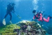 Коралловые рифы Японии очистят от морских звезд
