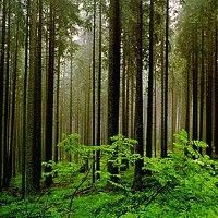 Легендарный Шервудский лес нуждается в деньгах