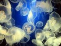 Медузы-убийцы оккупировали испанские побережья