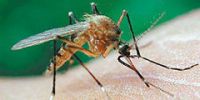 Москве может угрожать нашествие малярийных комаров