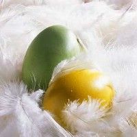 На ферме в Австрии курицы несут зеленые яйца