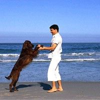 На Средиземноморье появляются пляжи для собак