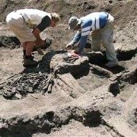 Обнаружены останки динозавра длиной 25 мм