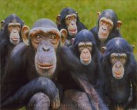Прогулка с шимпанзе в Уганде