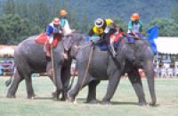 Шри-Ланка: слон-спортсмен свел счеты с минибасом