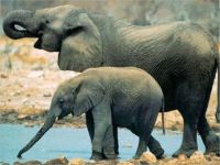 Слон грабит туристов в Индии