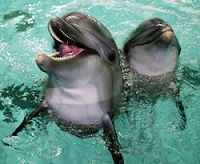 Сотни дельфинов выбросились на берег из-за американкой подлодки