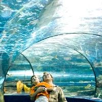 Специально к празднику Хэллоуин в Японии оригинально оформили огромный аквариум