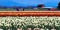 США готовятся к Фестивалю тюльпанов