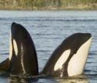 Уругвайский туризм делает ставку на китов