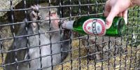 В бельгийском зоопарке просят не смотреть на обезьян