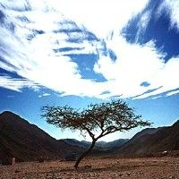 В Египте "чудесное дерево" привлекает толпы паломников