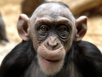 В Германии обезьян в зоопарке развлекают клоуны