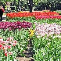 В Голландии открылся новый сезон знаменитого парка цветов "Кекенхоф"