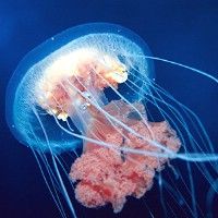 В Испании создадут противомедузные патрули