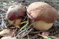 В Италии начинается сезон охоты на грибы