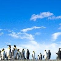 В Японии из-за птичьего гриппа прекращены "парады пингвинов"
