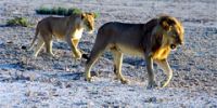 В Намибии можно будет посетить ночное сафари
