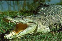 В пруду на юге Франции поселился крокодил
