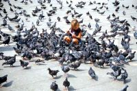 Венеция: содержание голубей влетает в копеечку
