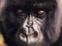 За горных горилл в Конго вступилась ООН