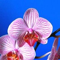 Зацвела самая большая в мире орхидея
