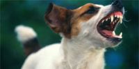 Законодатели разрешили бразильским собакам лаять