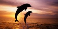 Глядя на дельфинов Австралии, туристы убивают их