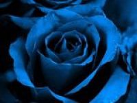 Японцы вырастили голубую розу