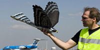Ястреб-робот отпугивает птиц в аэропорту Амстердама