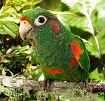 Колумбийский птичий заповедник El Dorado приглашает туристов