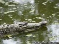 Крокодил поселился в рижском пруду