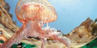 Медузы атакуют средиземноморские пляжи