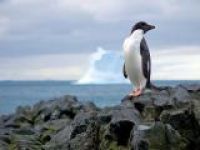 Норвежский пингвин стал рыцарем