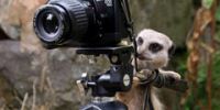 Посетители пражского зоопарка смогут выиграть фотоаппарат Canon