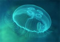 В будапештском зоопарке снова появились медузы
