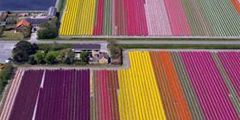 В Голландии будет меньше тюльпанов