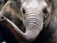 В Великобритании запретили продажу слонов в зоомагазинах