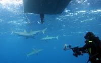 Австралийские акулы ждут любителей дайвинга