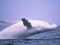 Австралия: самого белого и горбатого кита велели не беспокоить