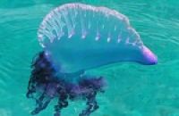 Испанское побережье атакуют "португальские кораблики" 